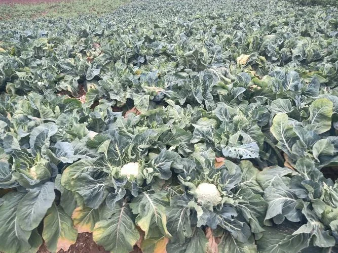 花菜一亩地多少斤产量_1