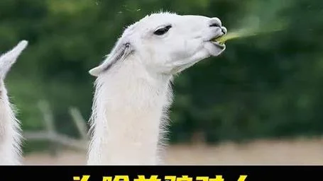 羊驼表情出处_1