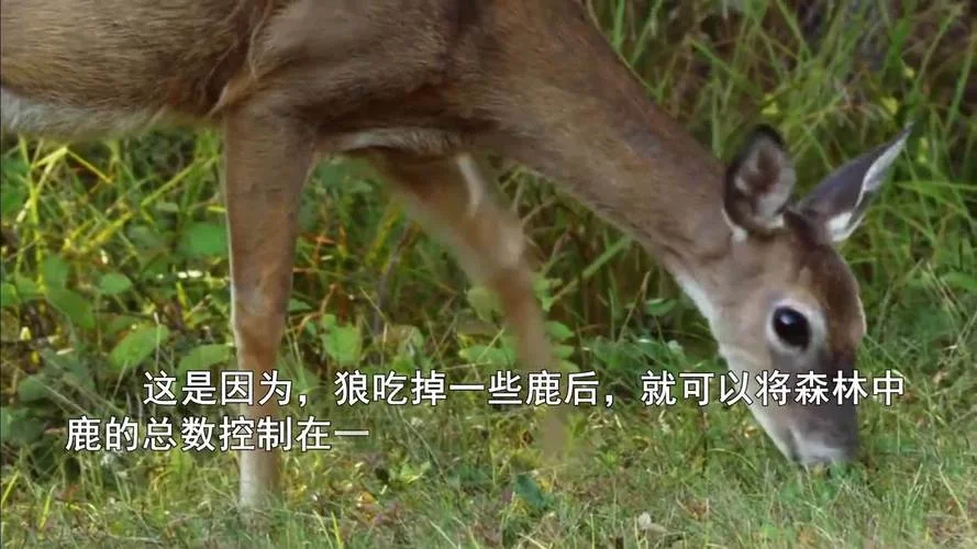 读鹿和狼的故事有感-读鹿狼故事有感