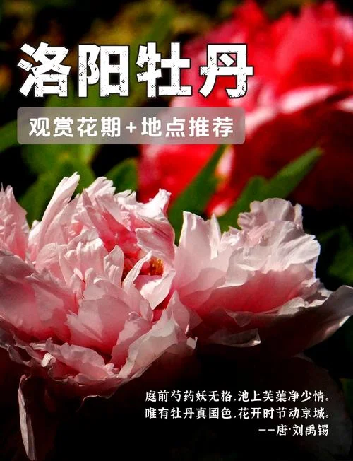 洛阳牡丹的历史故事-