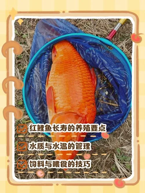 孕妇梦见红鱼怎么回事_1