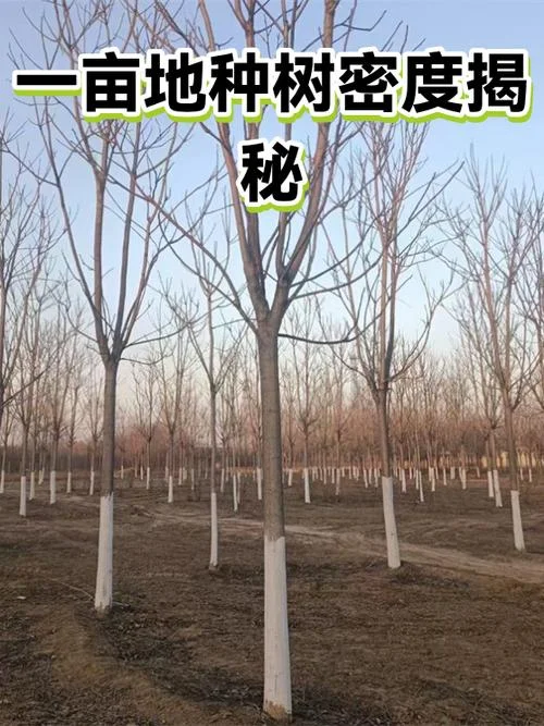 一亩地植树多少棵-一亩地种树棵数