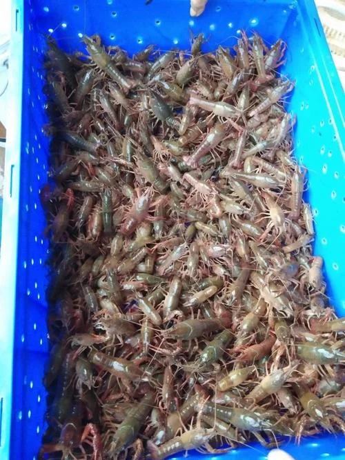 几月份能看到小龙虾苗_2