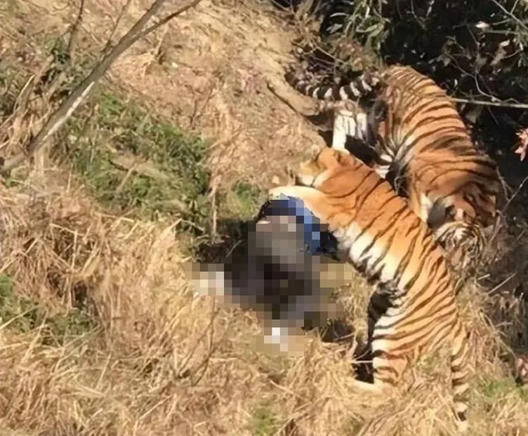梦见打死老虎后分食_1