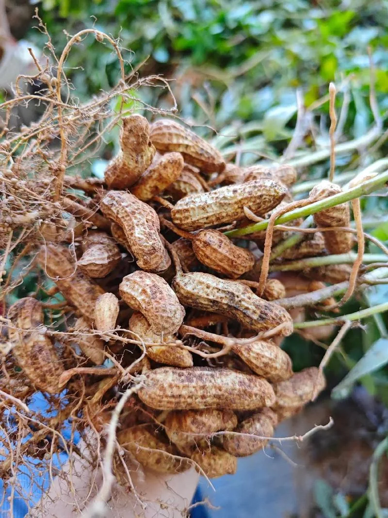 梦见收花生但果实少_2