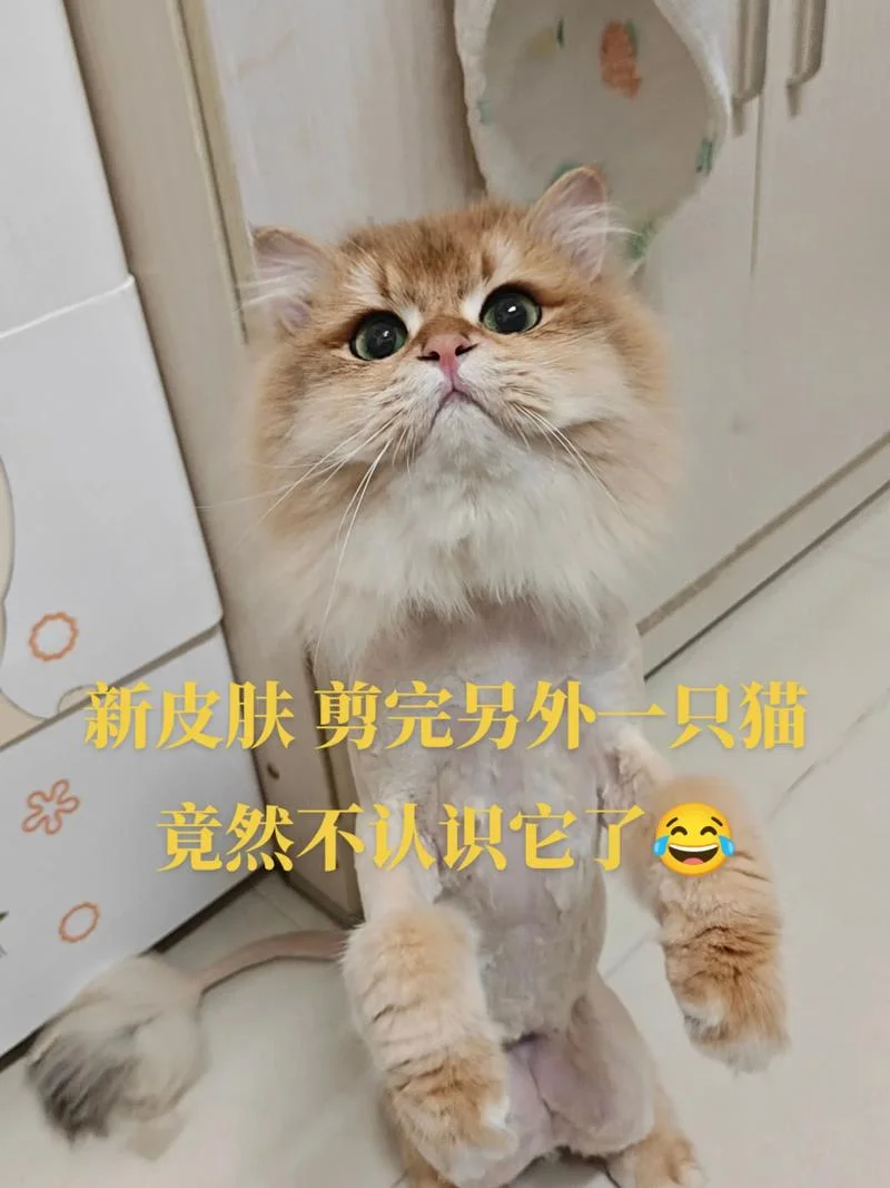 梦见猫被剃毛_1