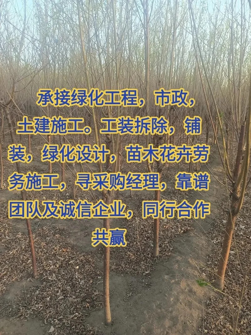 苗木采购心得体会_1