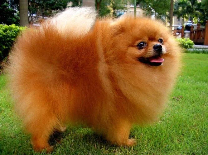 博美犬英文叫什么名字_1