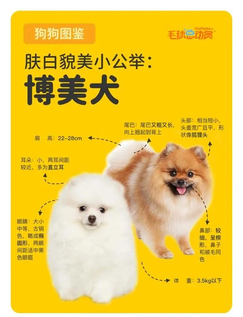 博美犬又叫什么名字_1