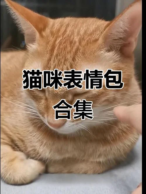 橘猫表情出处_2