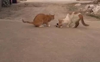 猫下载冲我叫什么意思_1
