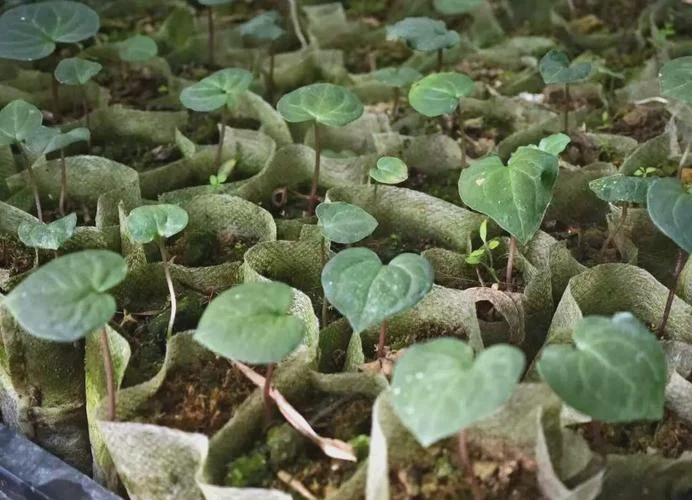 金线莲一亩种植多少苗_2