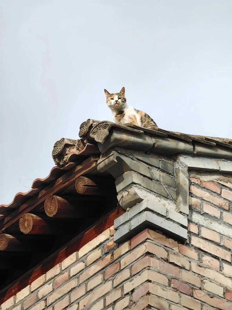 梦见猫在房顶上是什么预兆-梦见房顶有猫