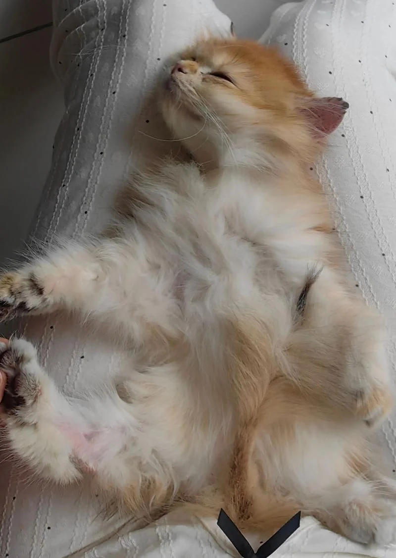 梦见找猫咪是什么意思_1