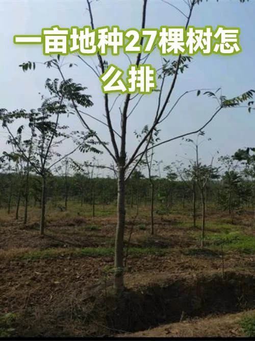 一亩种植多少树-一亩种树多少