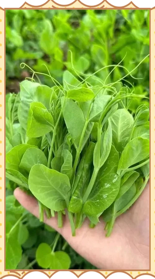 豌豆尖的学名叫什么-豌豆尖学名豌豆尖