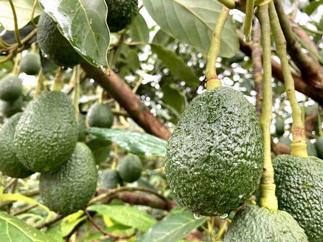牛油果种植气候条件_1