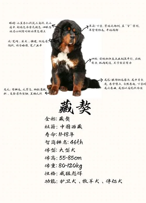 梦见大藏獒是什么意思-梦见大藏獒的寓意