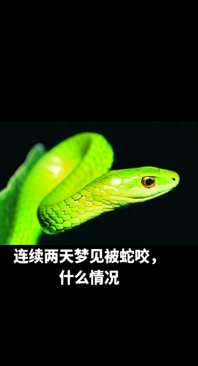 梦见家人被蛇咬会怎样_2