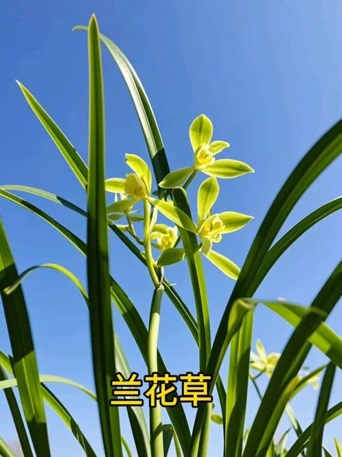 兰花草这首诗是谁写的_2