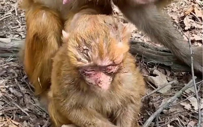 梦到把猴子杀了_1