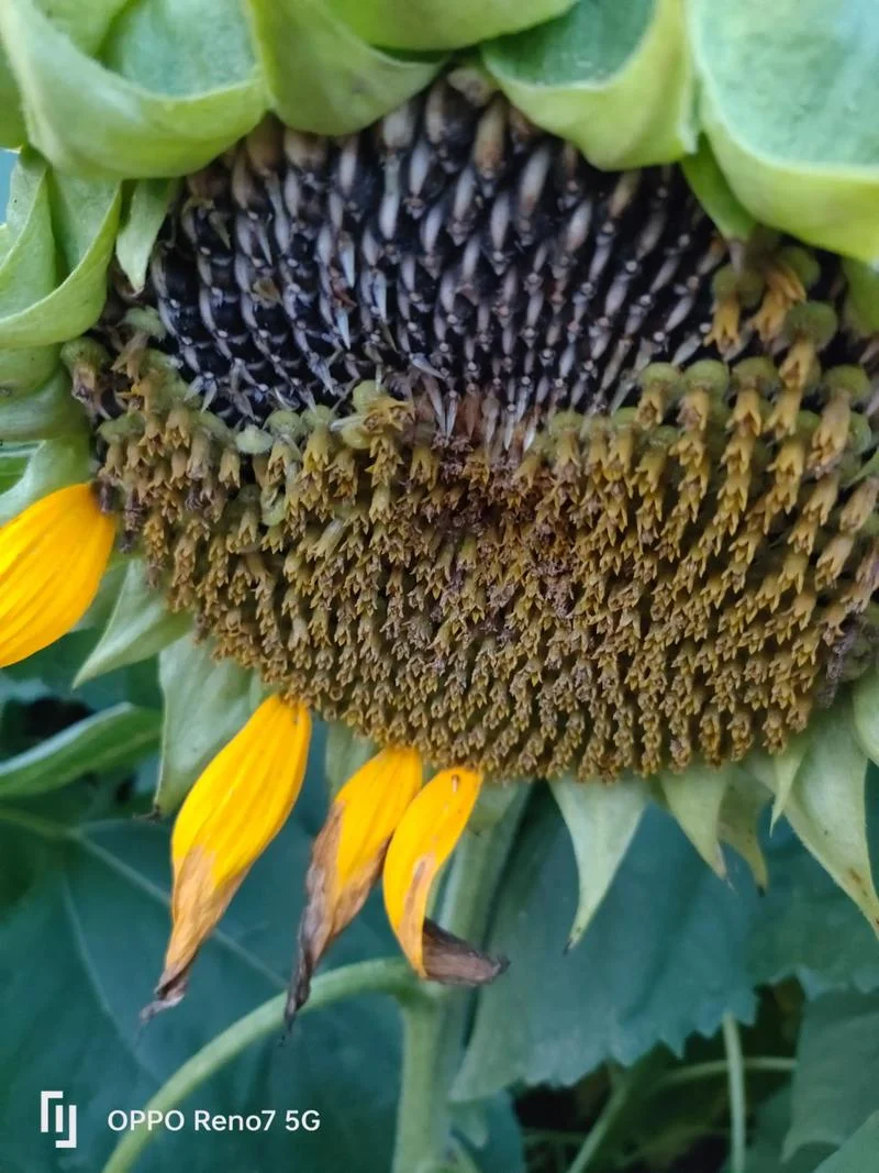 葵花籽几月成熟_1