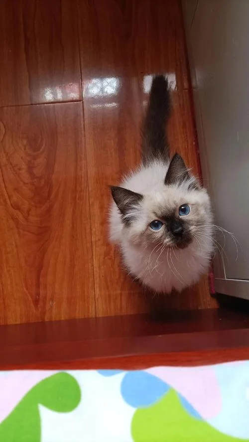 梦见很多只猫是什么预兆 女性_1