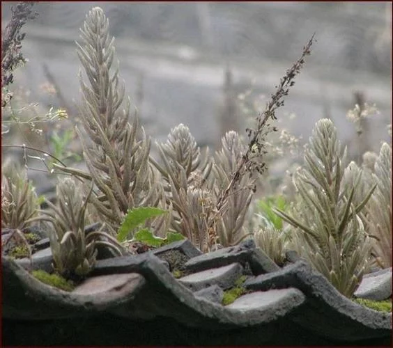 瓦上长的植物叫什么_1