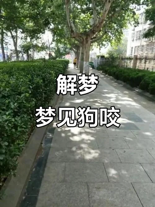 梦见被狗咬到脚面了_2