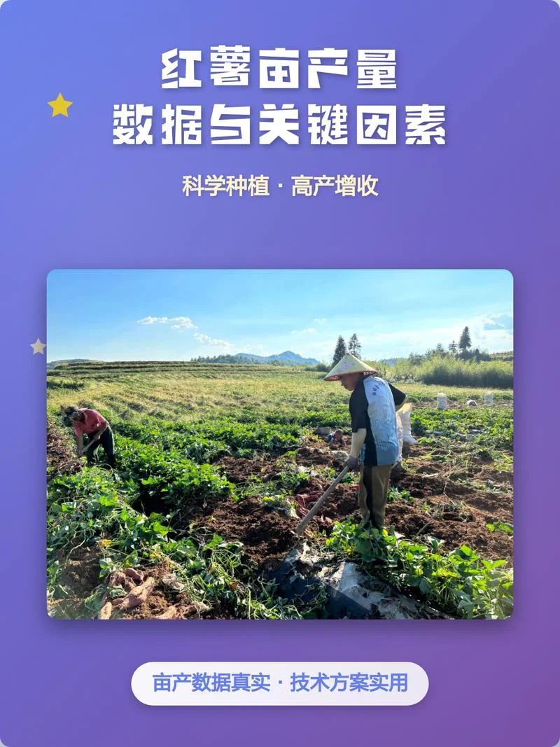 红薯几月份种植_1