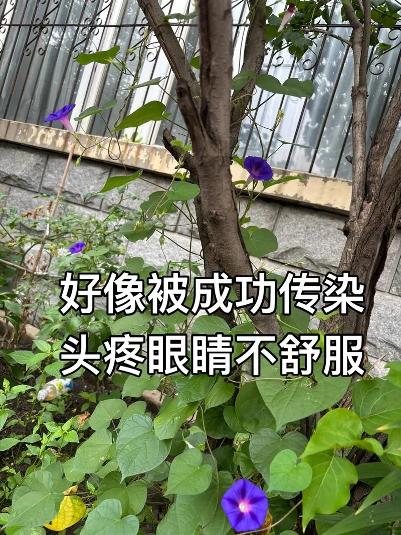 夕颜是什么意思和含义_2