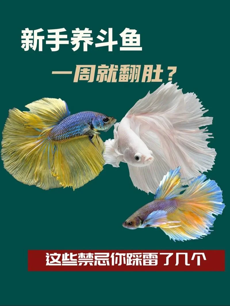 斗鱼贴吧名字叫什么-斗鱼贴吧名字查询