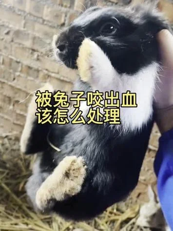 做梦梦到被兔子咬-梦见兔子咬我