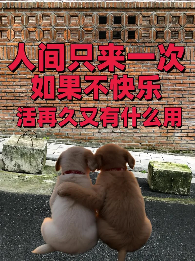 是我不得开心颜上一句_2