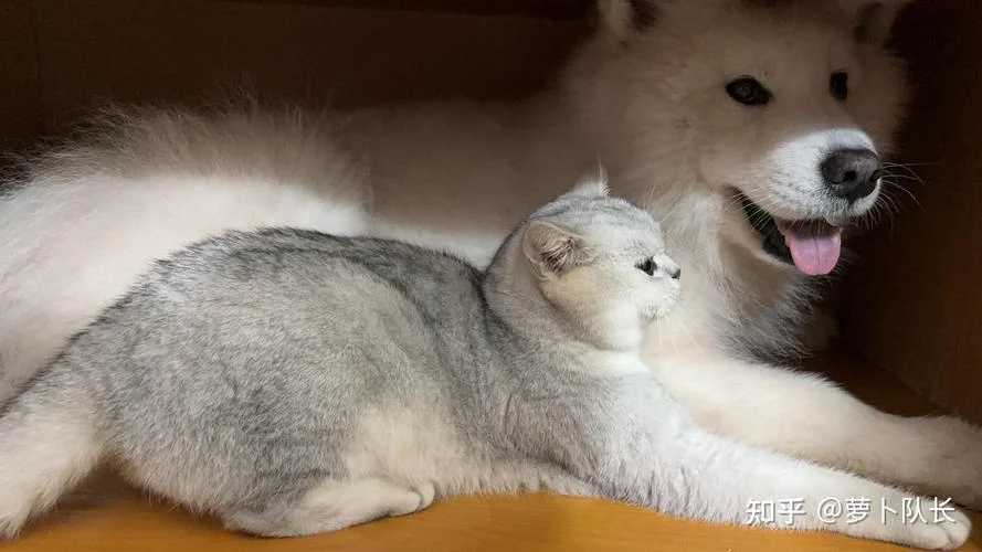 猫狗会做梦吗_1