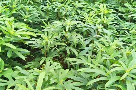 一亩五指毛桃产值多少_2