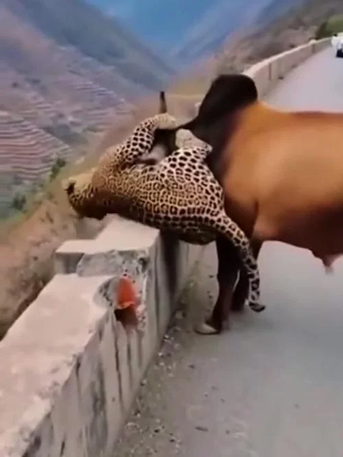 梦见牛打架把人打死了_1