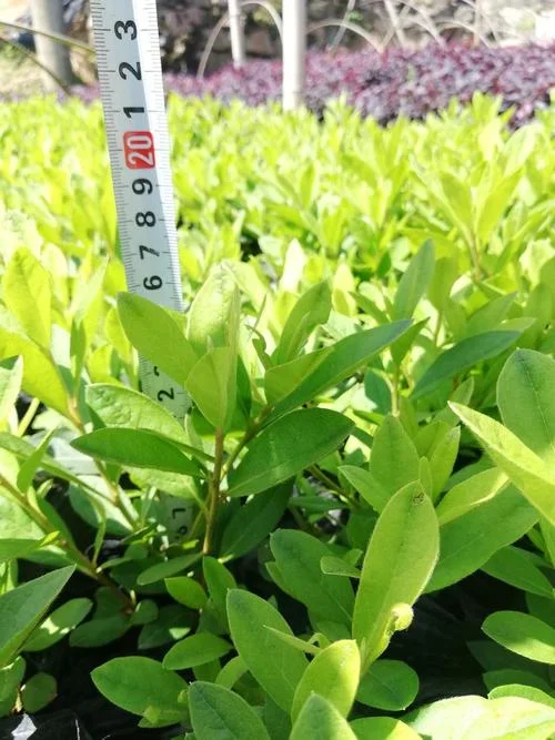 种植毛发多少钱一亩_1