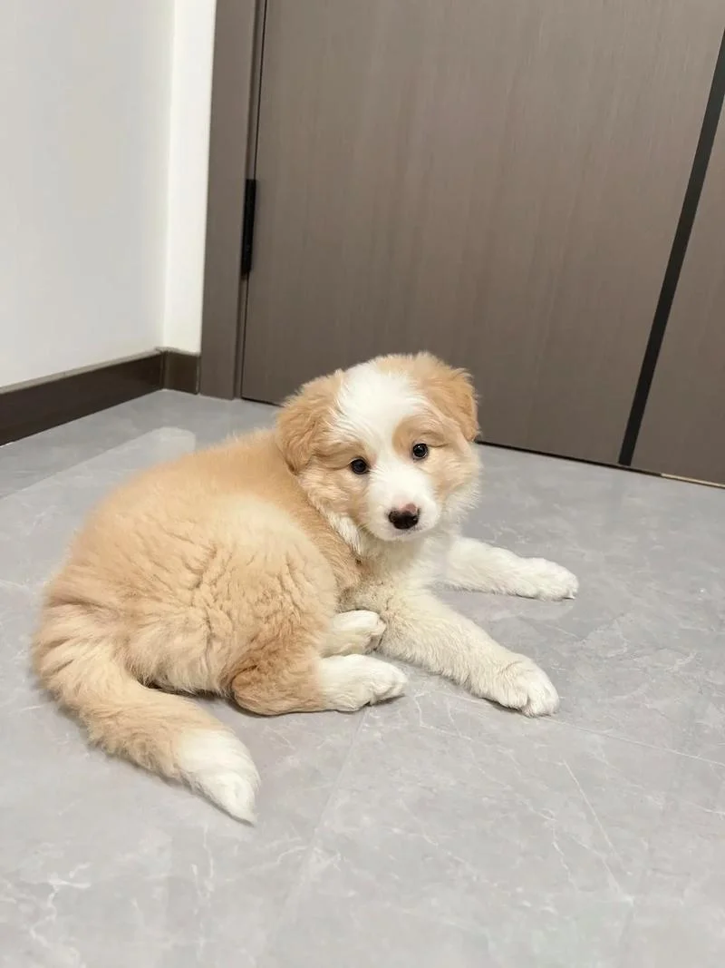 啊呜狗叫什么动画片_1