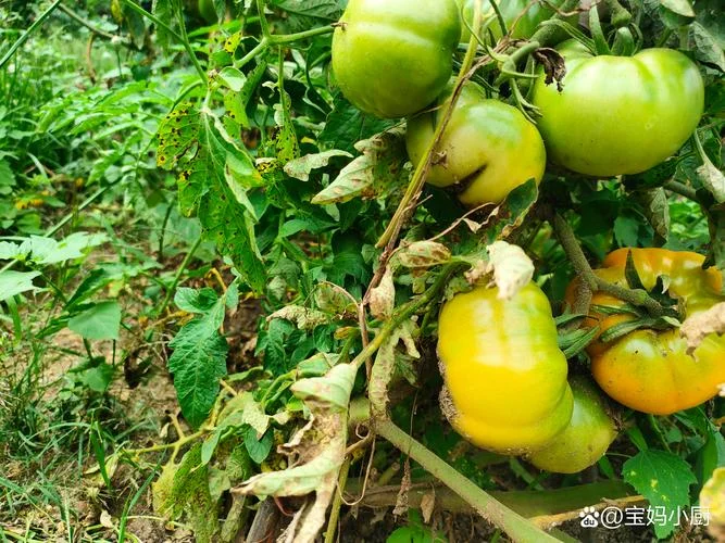 梦见摘茄子和青西红柿-梦摘茄子和青柿