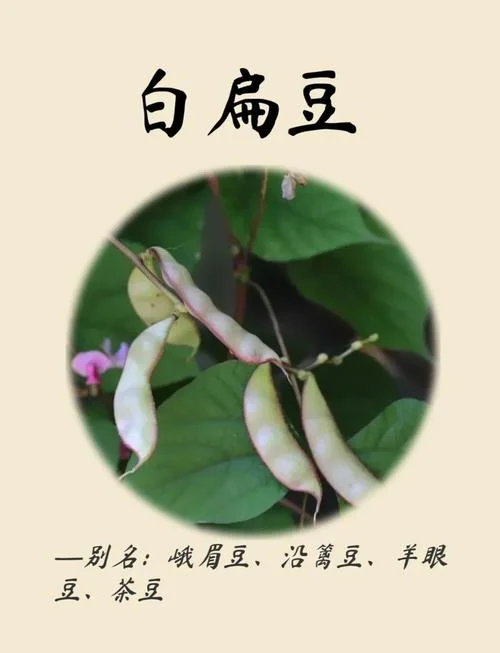 扁的豆子叫什么_1