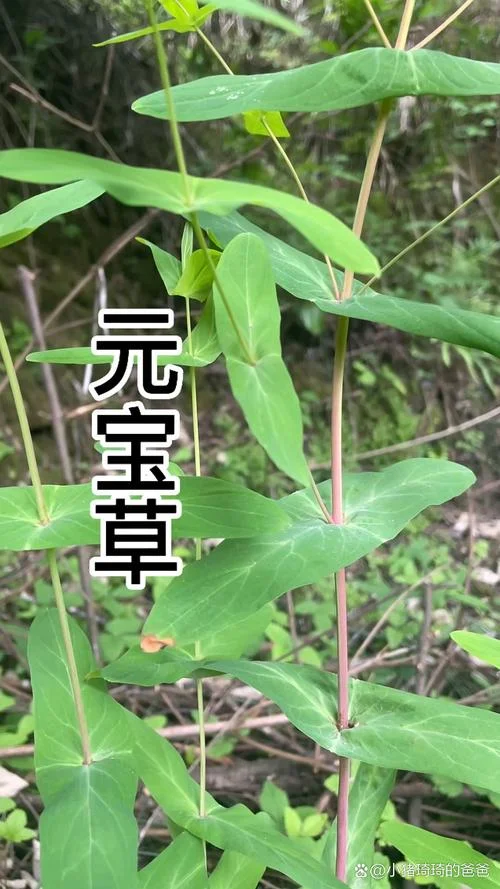 草作者是谁_1