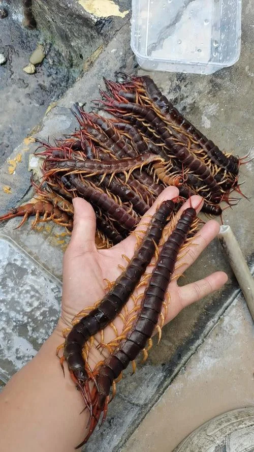 梦见一只大蜈蚣_1