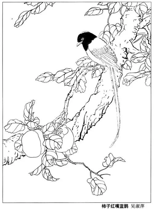 花鸟图片简笔画大全_2