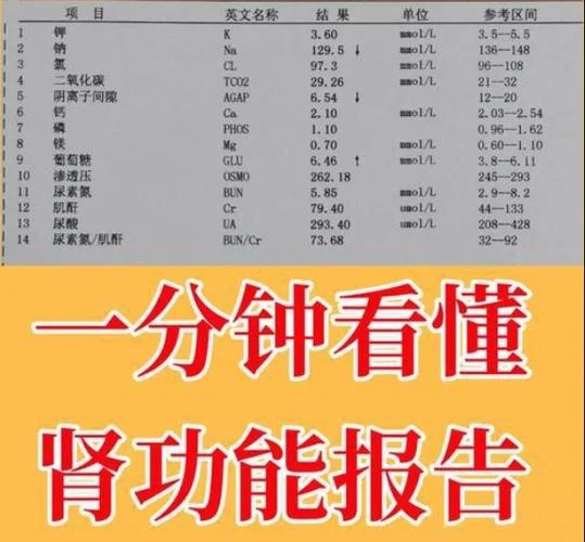 查肾功能查哪些项目_2