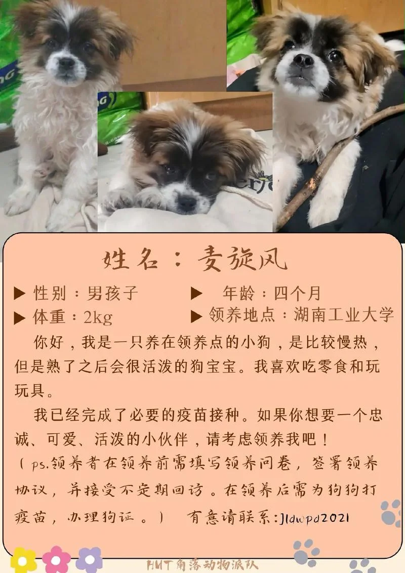 宠物美容报名条件_1