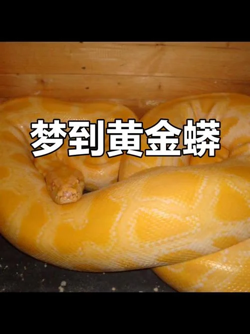 梦见水里有大蟒蛇是什么预兆-梦见蟒蛇预示吉凶