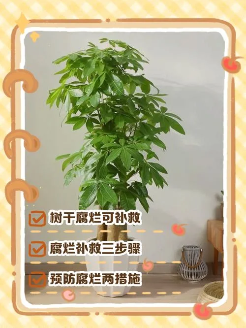 发财树新芽枯萎怎么办-发财树新芽枯萎处理