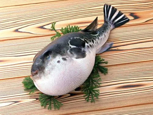 解梦梦见鱼_1
