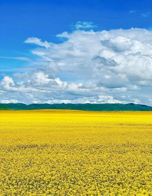 广东油菜花旅游景点在哪里_1